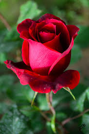 A close up shot of a red rose in bloom