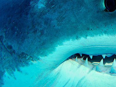 A close up picture of shark skinh