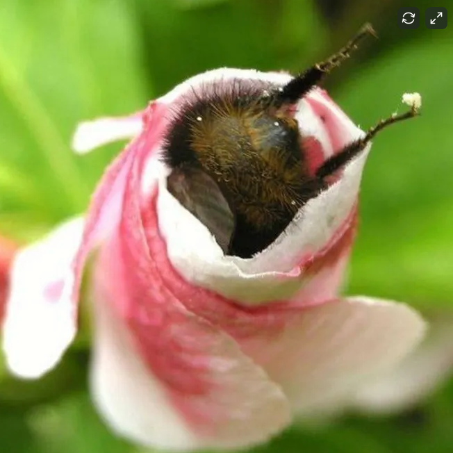 Little bee legs sticking out of a flower awwww