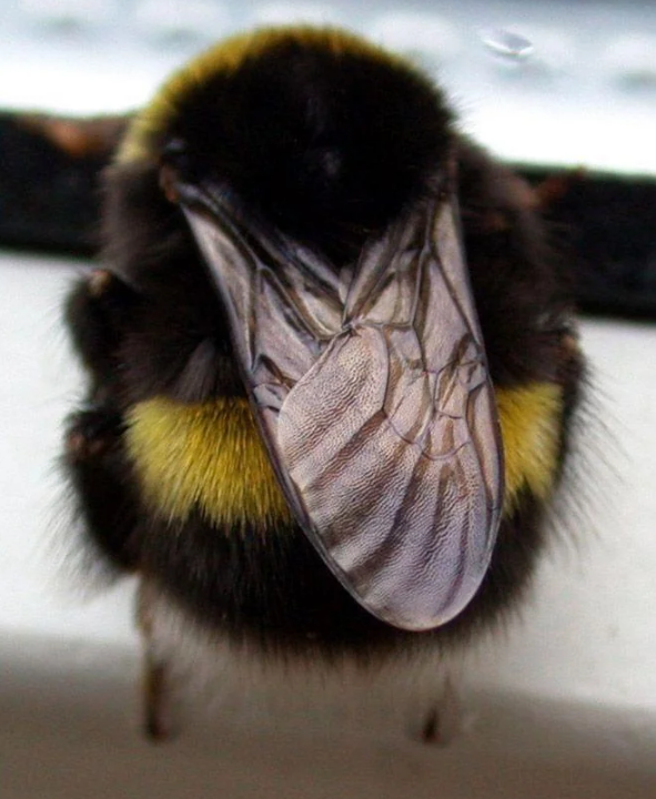 the cutest bee cheeks you ever did see