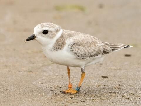 Piping Plover