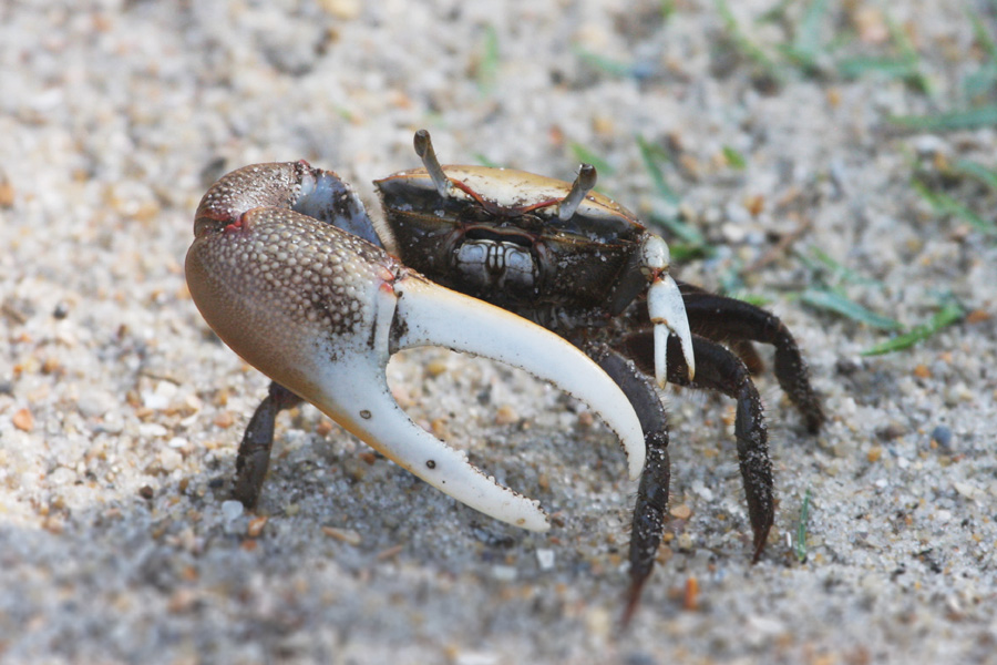 Fiddler Crab