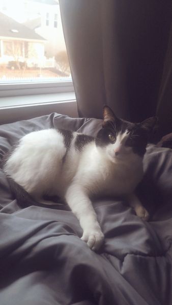 MooMoo Basking in the sun