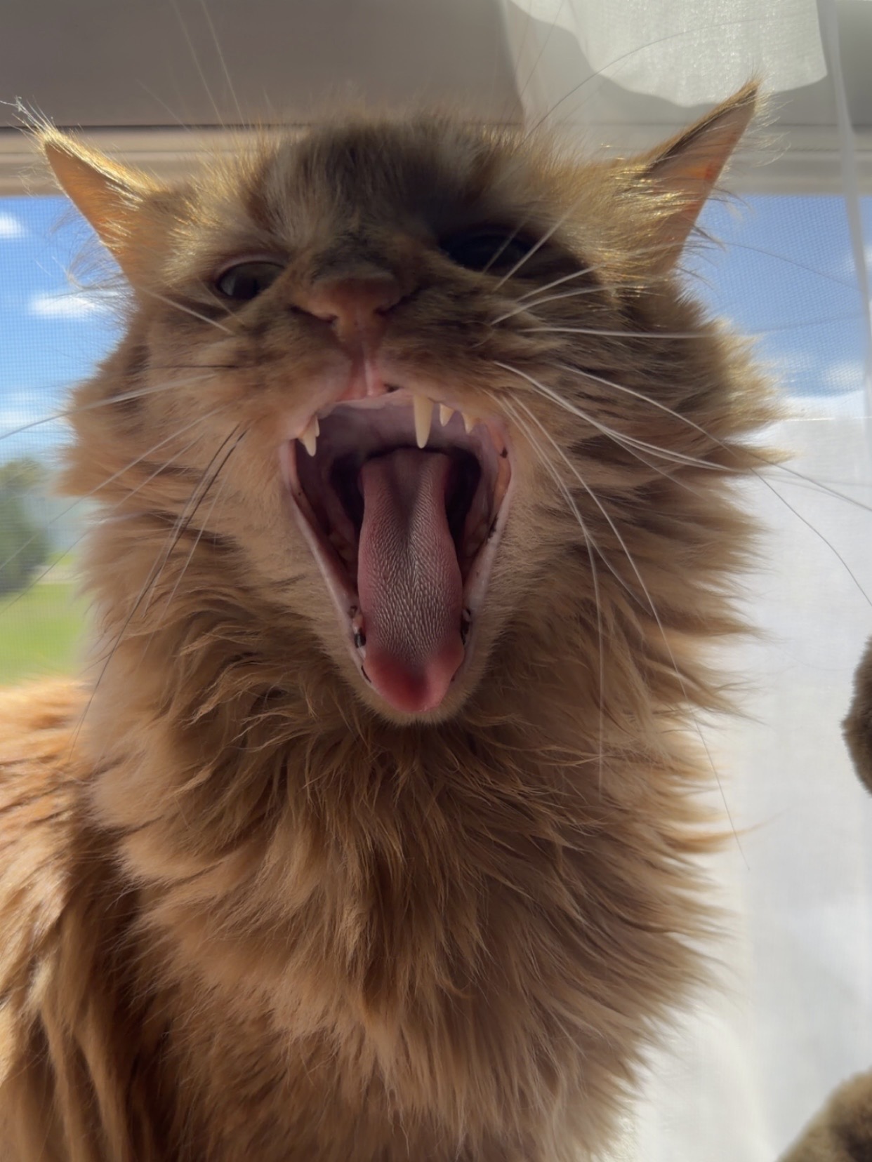 cat