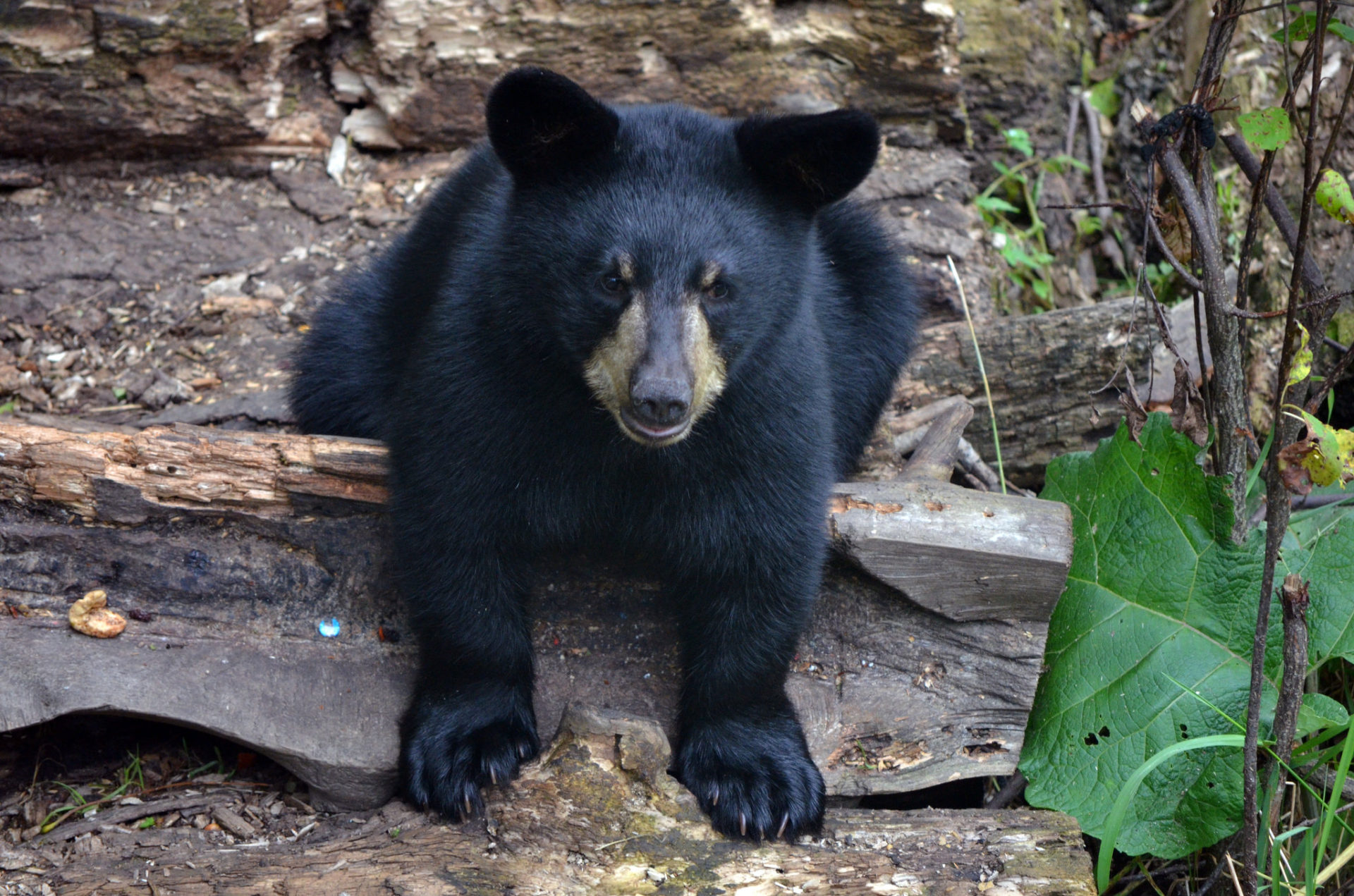An adult black bear.