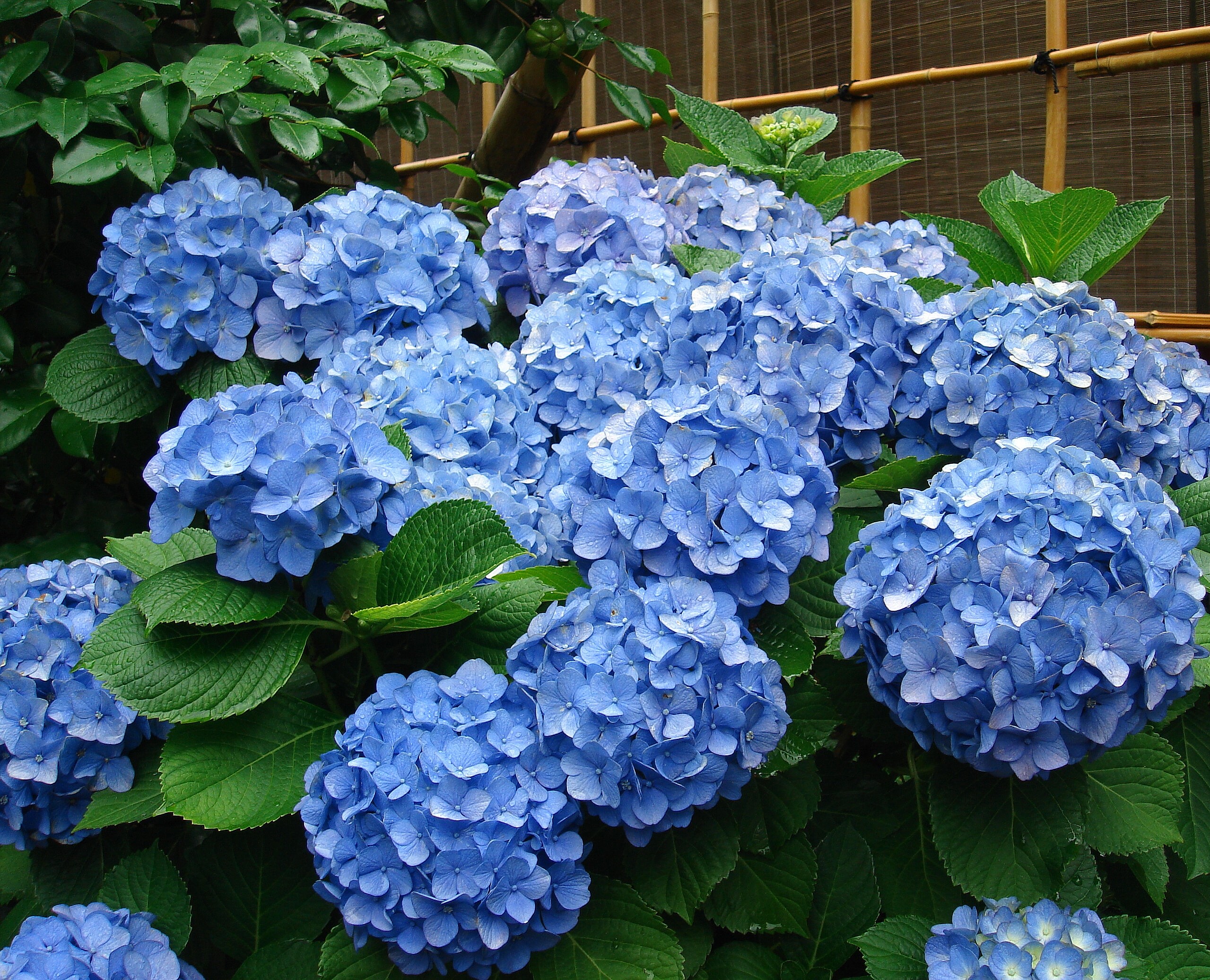 Hydrangeas