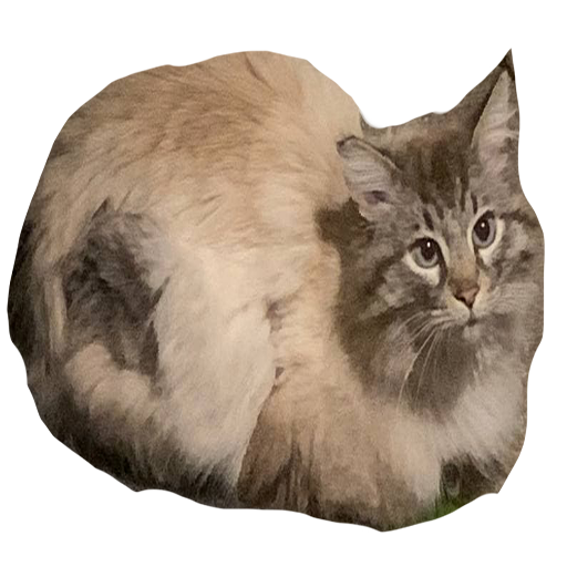 A cat in a loaf pose