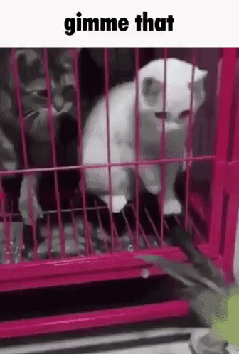 cat stretching out its legs with the caption 'gimme that'