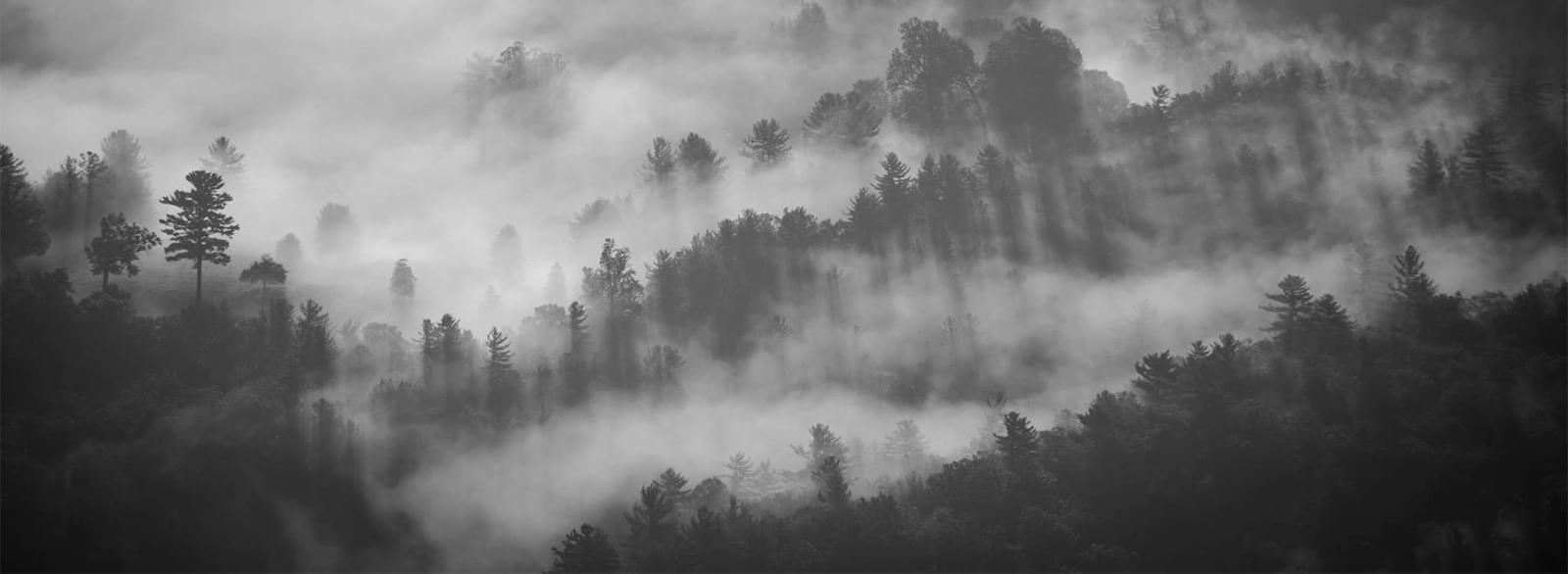 Forest image