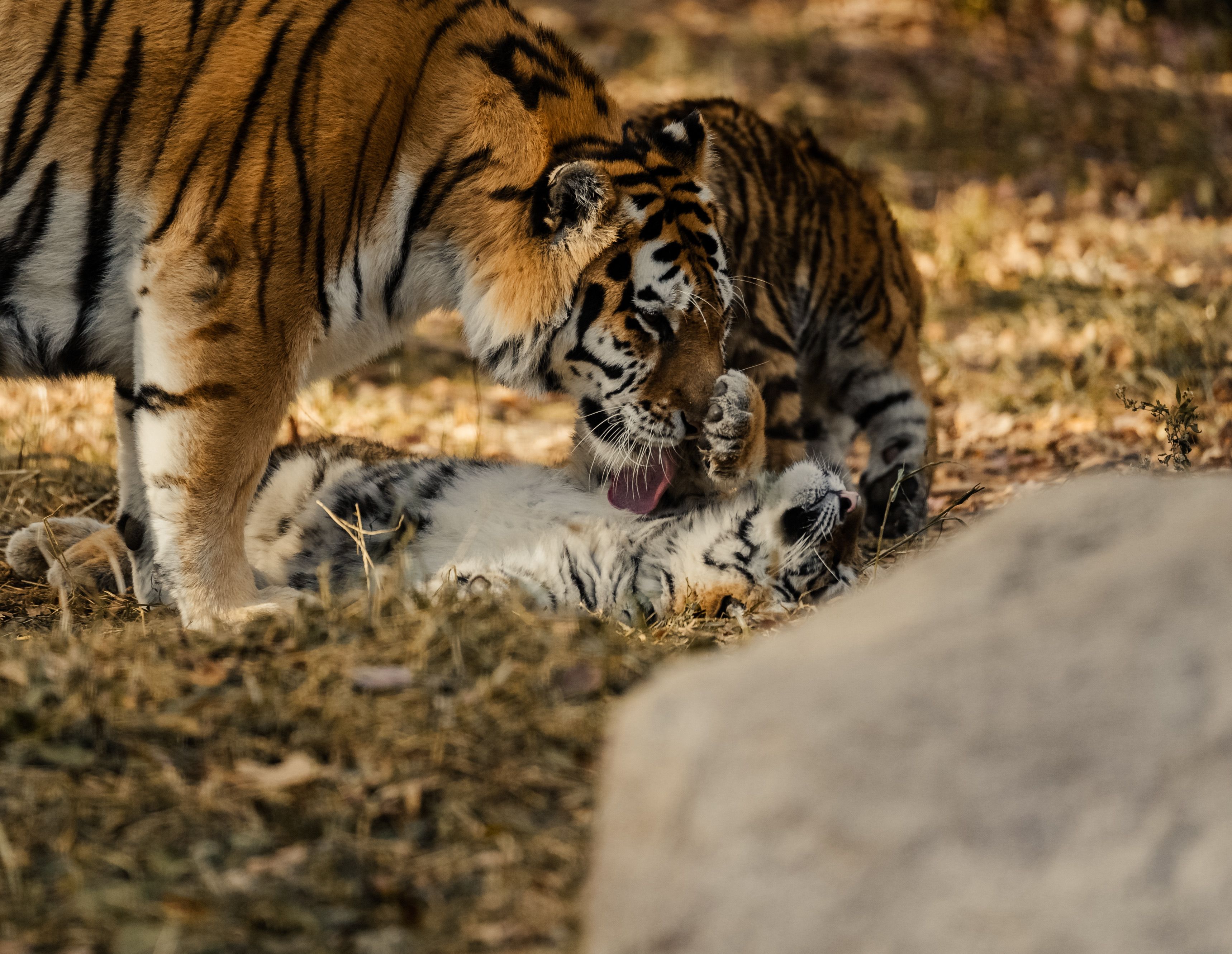 Mother tiger licking her cub outdoors