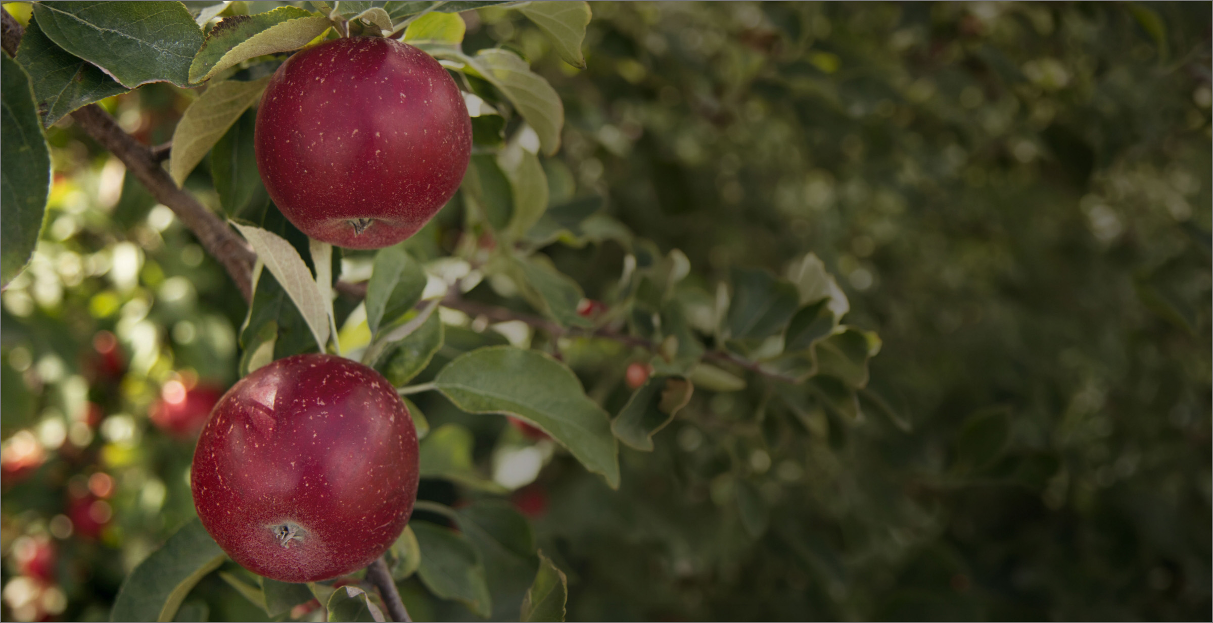 hero apple image