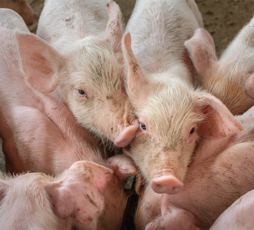 pigs