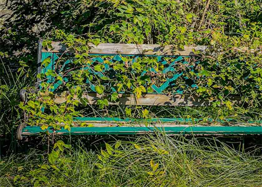 Overgrowth of Bench